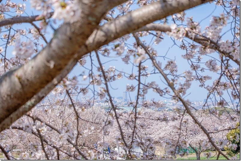 西油山中央公園の展望台 桜が満開時は福岡市街地と桜のコラボレーションが見れた（4/2時点）
