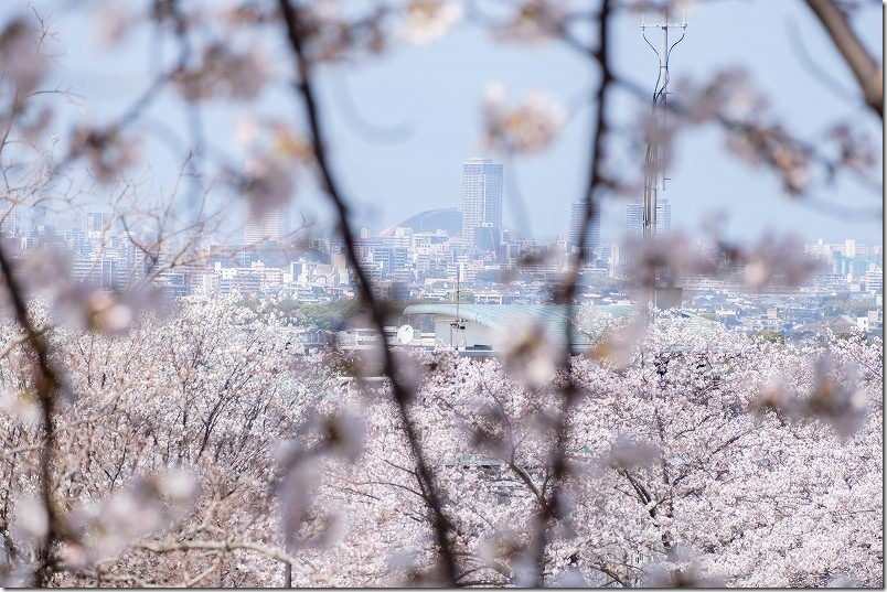 【2026年】西油山中央公園の桜開花状況｜展望台から福岡市街と桜の絶景（福岡市早良区）