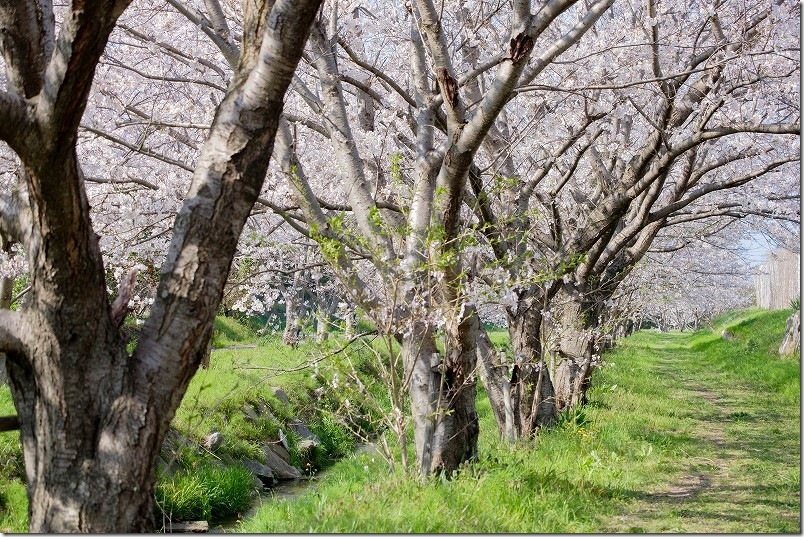 福岡市西区の室見川と桜並木 金武アメンボ池公園近くの満開の桜並木 福岡市西区の室見川と桜並木 金武アメンボ池公園近くの満開の桜並木