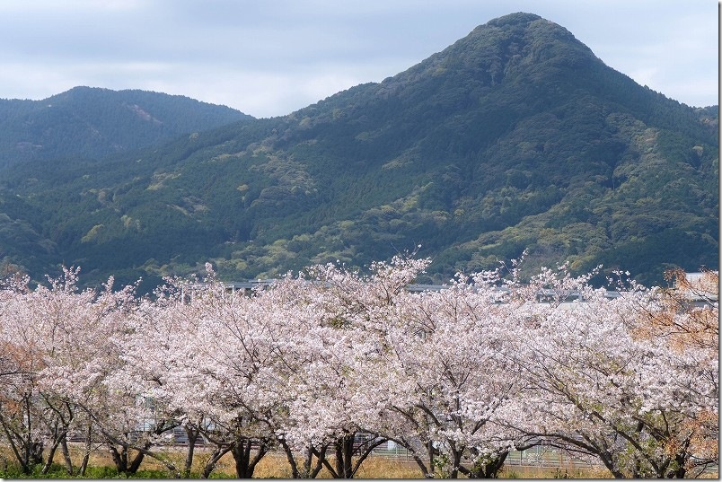 【2026年4月7日】桜 開花状況（散り始め 室見川・橋本車両基地）