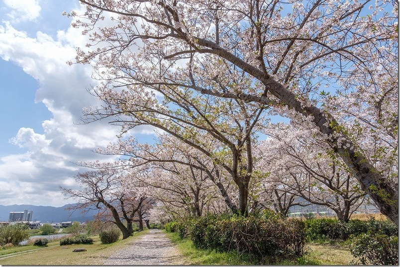 福岡市西区の室見川と桜並木 2026/4/7 福岡市西区の室見川と桜並木 2026/4/7