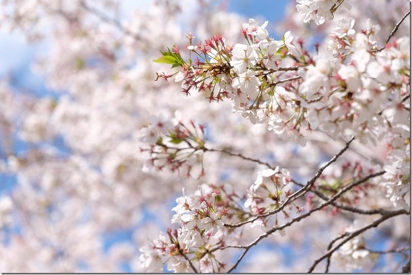 【2026年4月7日】桜 開花状況(散り始め 室見川・橋本車両基地) 【2026年4月7日】桜 開花状況(散り始め 室見川・橋本車両基地)