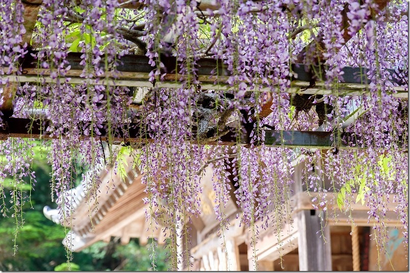 高祖神社の藤棚開花状況｜2026年4月21日時点
