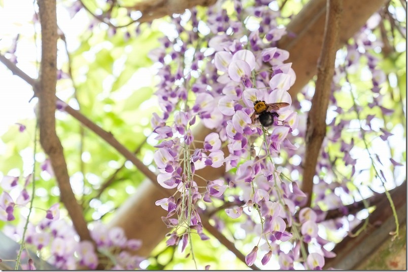 高祖神社の藤の花と飛び交う花蜂