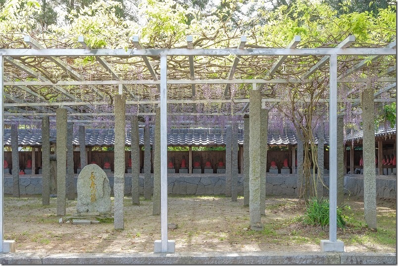 井原 住吉神社・明星寺跡の藤棚開花状況｜2026年4月21日時点