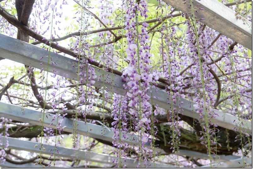井原 住吉神社・明星寺跡の藤棚開花状況｜2026年4月21日時点