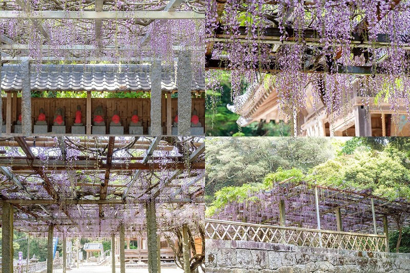 【2026年速報】糸島の藤棚開花状況｜高祖神社は5〜7分咲き・住吉神社はGW見頃予想（4月21日時点）