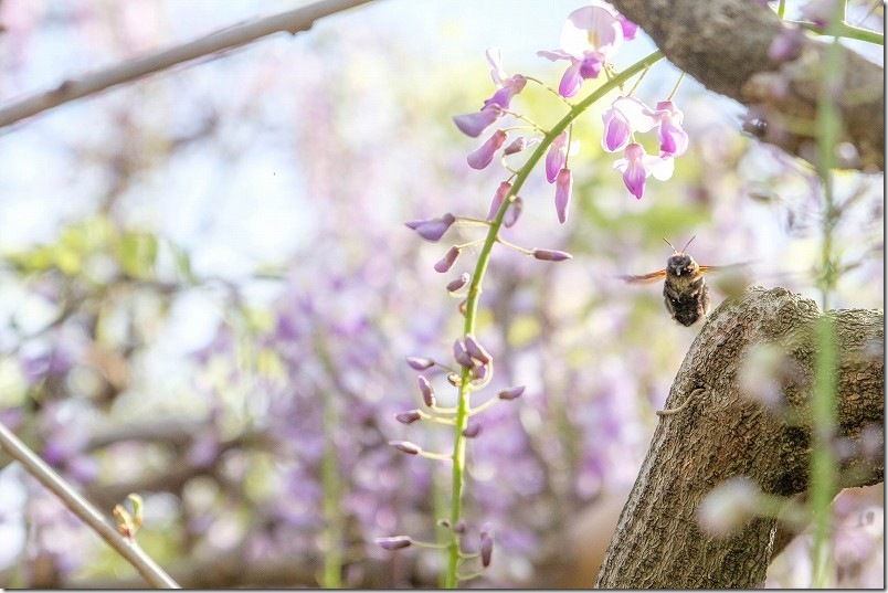 宇美八幡宮の藤棚 高さが低く藤の花が眼の前に、花蜂も飛び交う