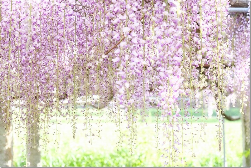 宇美八幡宮の藤棚開花状況｜2026年4月21日時点(5分〜7分咲き程度)