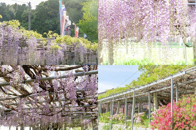 【2026年速報】糸島の藤棚開花状況｜宇美八幡宮・雉琴神社は5〜7分咲き・見頃入り（4月21日時点）