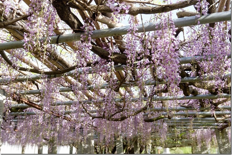 雉琴神社の大きな藤棚