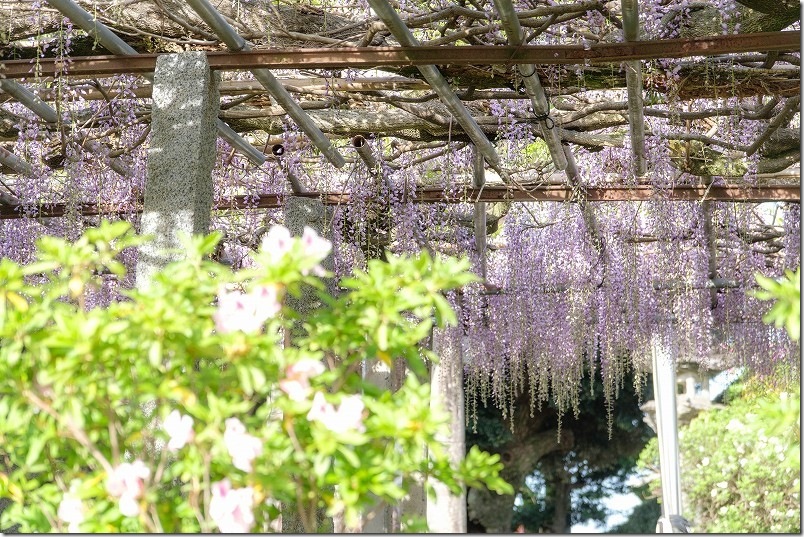 雉琴神社の藤棚開花状況｜2026年4月21日時点