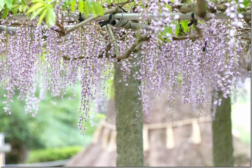 糸島「六所神社」の藤棚｜開花状況（4月下旬GW直前）
