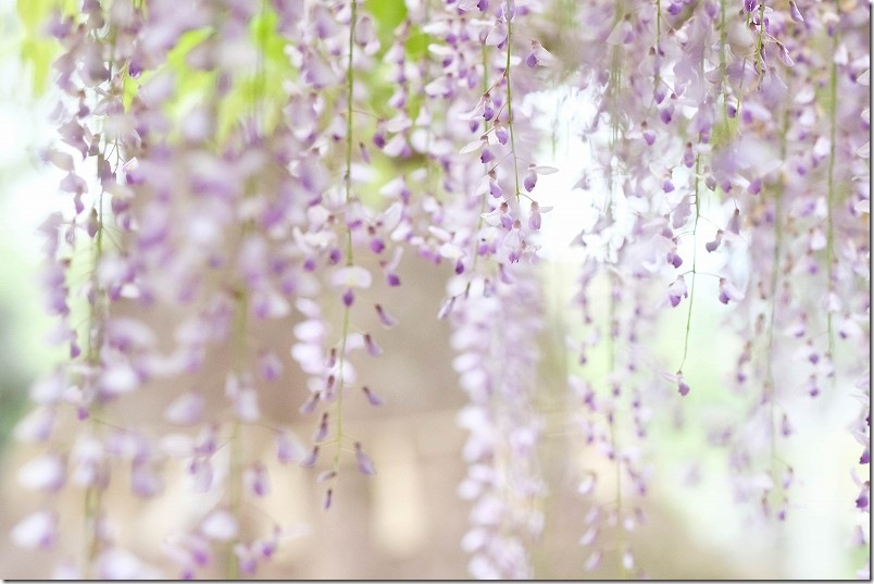 糸島「六所神社」の藤棚｜開花状況（4月下旬GW直前）