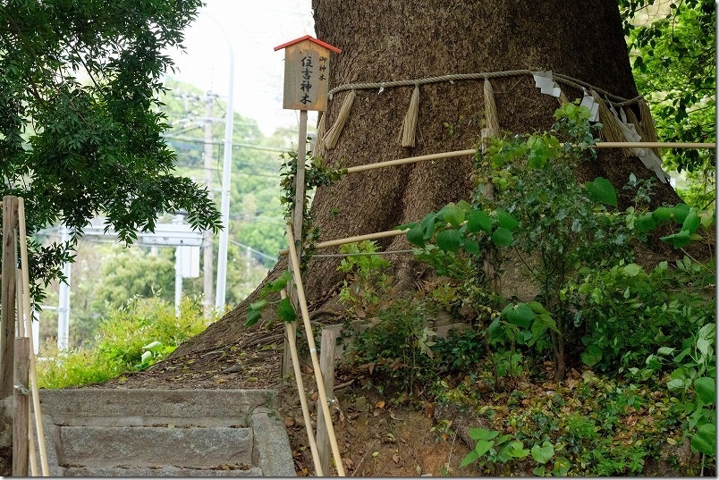 糸島「六所神社」の県の天然記念物の大楠(2号木)