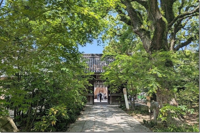 鳥飼八幡宮 新緑の大楠や大銀杏で覆われた参道 ゴールデンウイーク