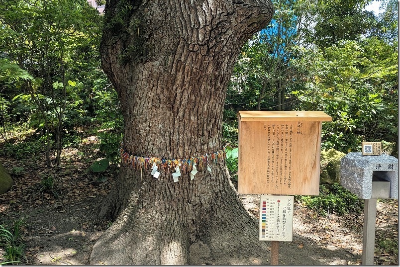 新緑の大楠「夫婦の楠」鳥飼八幡宮