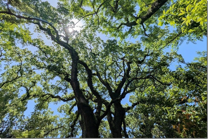 新緑の大楠「夫婦の楠」鳥飼八幡宮