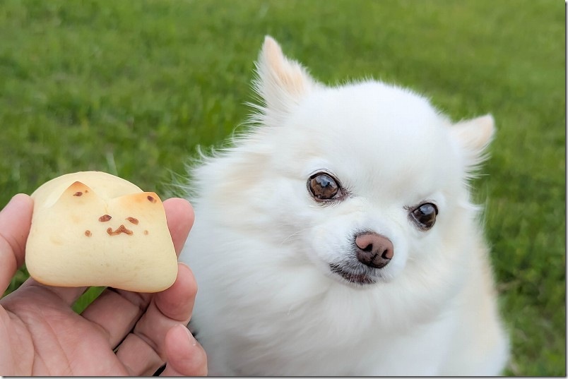 猫ちゃんのパン ごまにゃん｜犬とツーショット｜佐賀 Bakery Aquaのパン