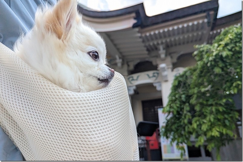 武雄神社本殿を参拝（犬連れにはペットスリングなどマナー考慮で）