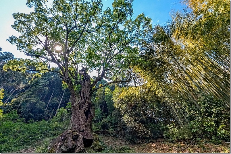 武雄の大楠｜樹齢3000年の大木・天に広がる