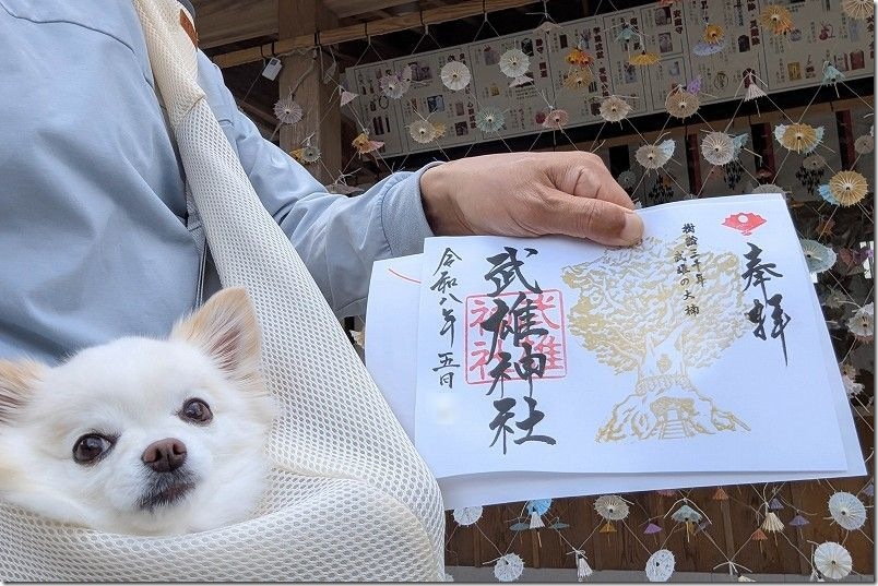 武雄神社 御朱印｜金の大楠