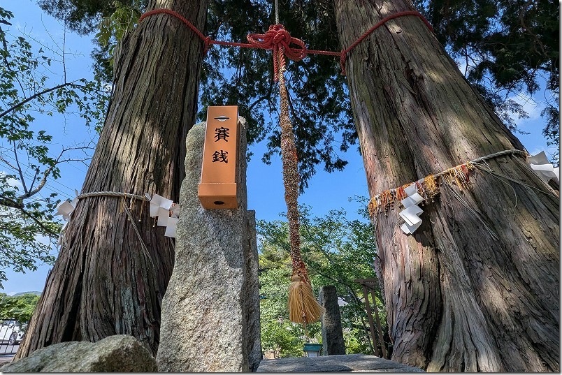 武雄神社の夫婦檜