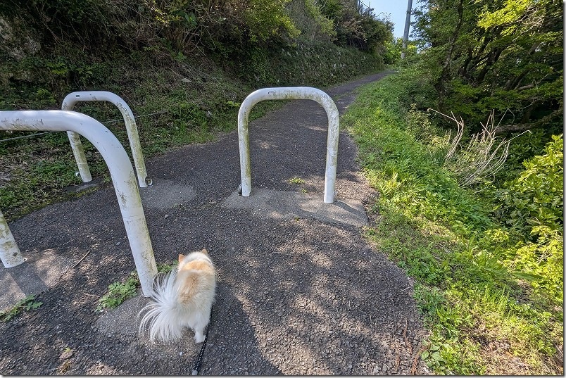 犬連れて八幡岳山頂駐車場から八幡岳展望所へ（佐賀・唐津）
