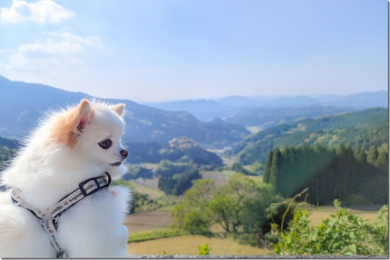 大平展望所からの景観｜犬と大平棚田