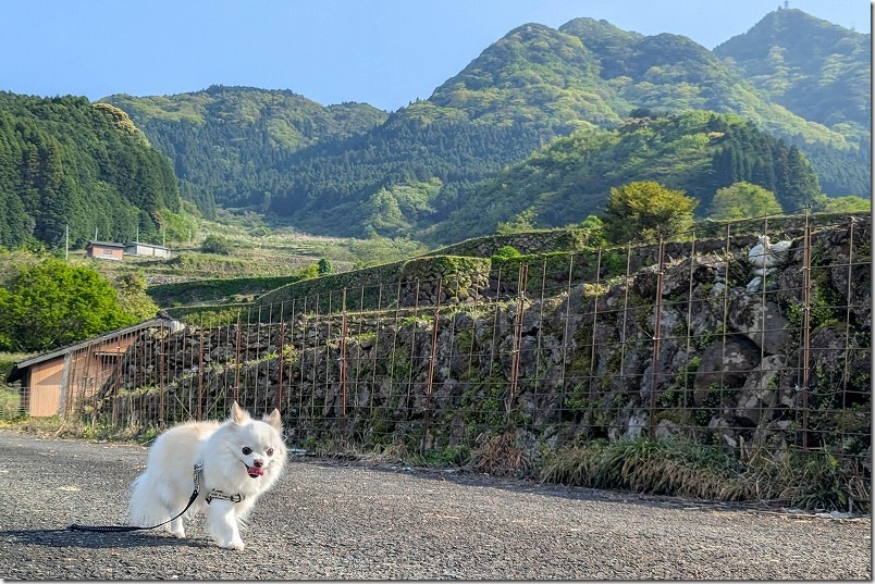 日本一の高石積み｜南川原の棚田を犬と散策