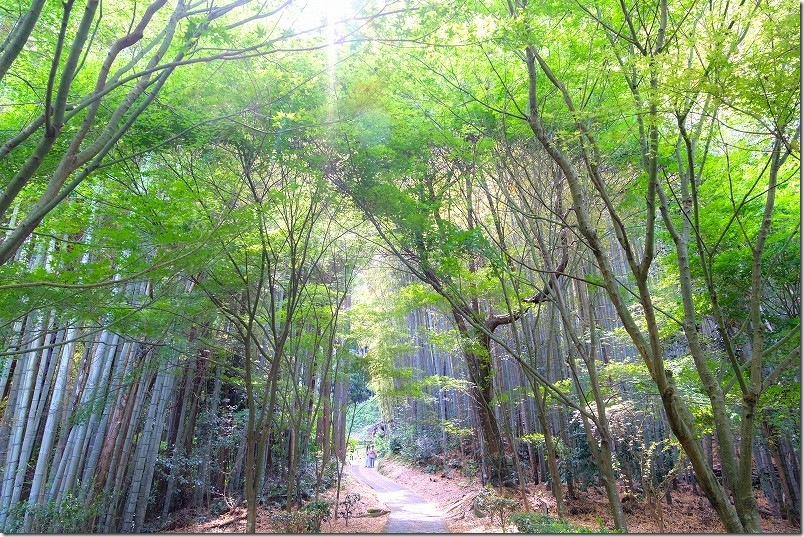 本殿から武雄の大楠へ続く竹林ともみじの参道