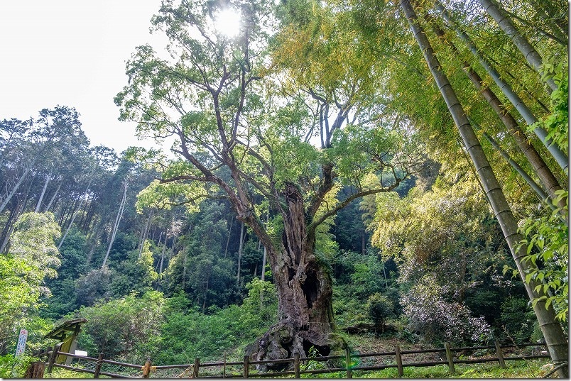 武雄の大楠｜樹齢3000年の大木・天に広がる