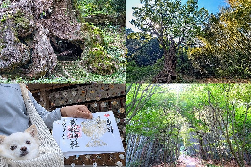 武雄神社と武雄の大楠を参拝｜所要時間や御朱印は？新緑の竹林参道と樹齢3000年の御神木【佐賀・武雄市】