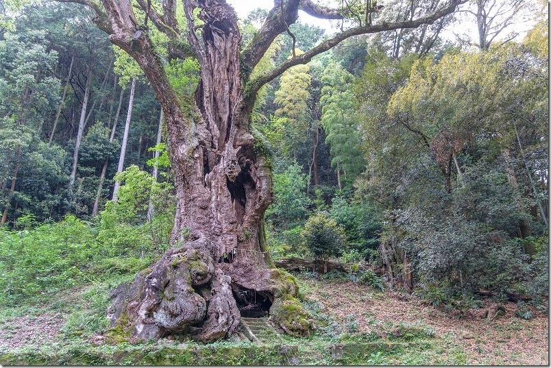 武雄の大楠｜神秘的な幹の大洞窟