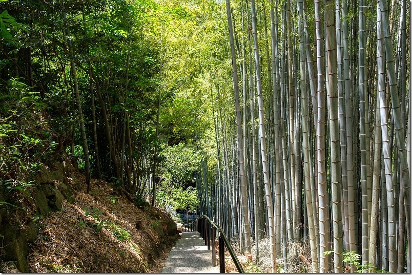 神龍八大龍王神社の鳥居から本殿まで|竹林の参道・階段 神龍八大龍王神社の鳥居から本殿まで|竹林の参道・階段