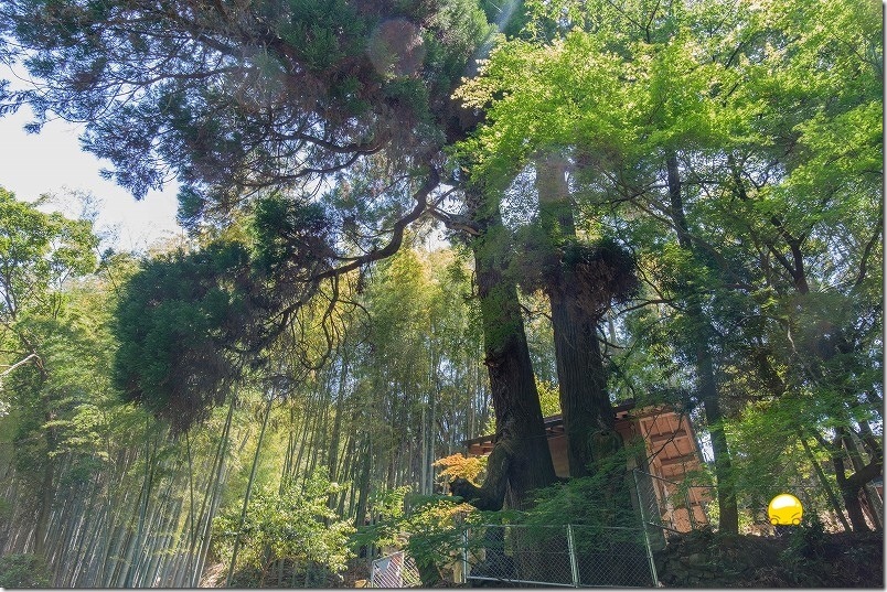 川側から見た神龍八大龍王神社の本殿 川側から見た神龍八大龍王神社の本殿