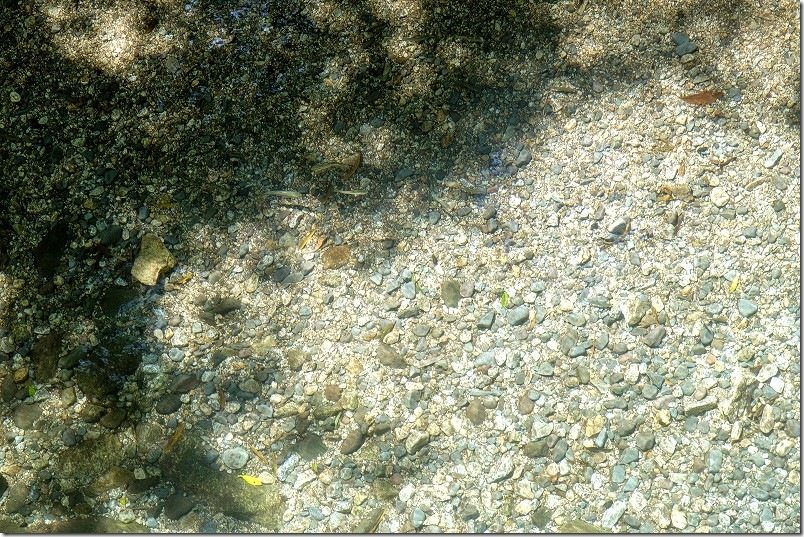 鳳来の滝近くの石橋から見た、透明な川|川の中で魚が泳ぐ 鳳来の滝近くの石橋から見た、透明な川|川の中で魚が泳ぐ