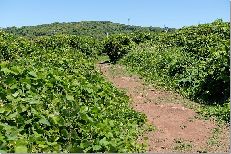 海豚鼻灯台へ向かう道。鬱蒼と茂る草の間を歩く