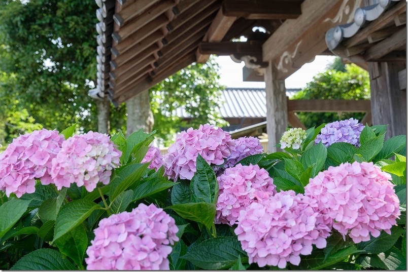 2026年6月11日の紫陽花開花状況・満開|糸島 あじさい寺「ヲベタ清正公堂」 2026年6月11日の紫陽花開花状況・満開|糸島 あじさい寺「ヲベタ清正公堂」
