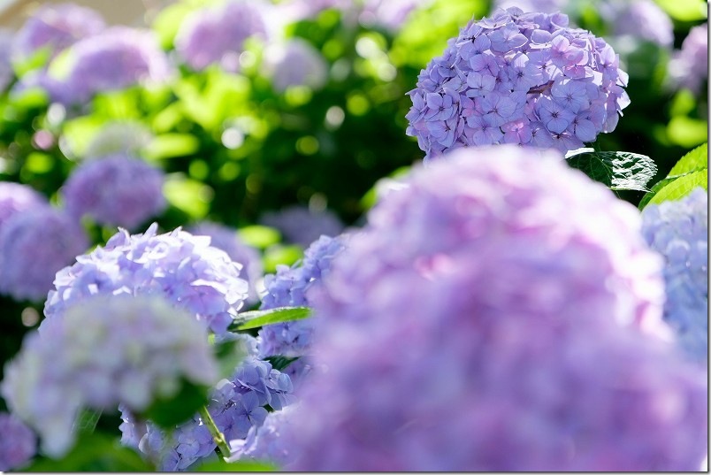 2026年6月11日の紫陽花開花状況・満開|糸島 あじさい寺「ヲベタ清正公堂」 2026年6月11日の紫陽花開花状況・満開|糸島 あじさい寺「ヲベタ清正公堂」