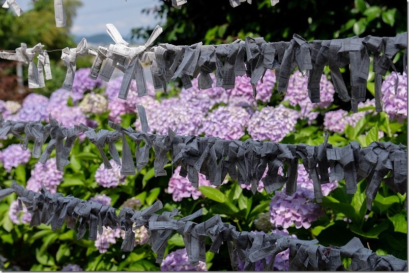 あじさい寺「ヲベタ清正公堂」の紫陽花&おみくじ あじさい寺「ヲベタ清正公堂」の紫陽花&おみくじ