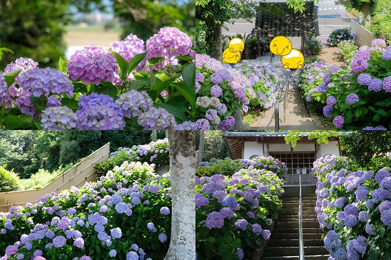 糸島 あじさい寺「ヲベタ清正公堂」の開花状況【2026年 満開】