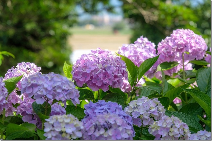 あじさい寺「ヲベタ清正公堂」の紫陽花、お堂横から撮影 あじさい寺「ヲベタ清正公堂」の紫陽花、お堂横から撮影