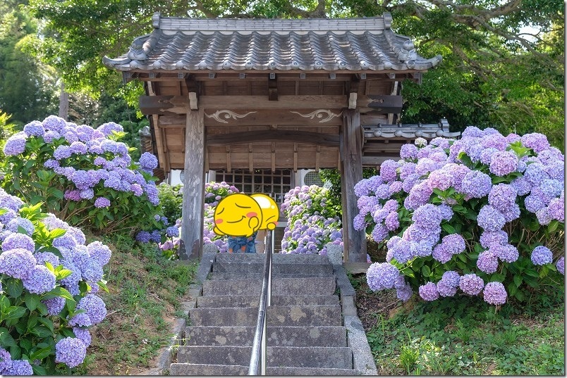 あじさい寺「ヲベタ清正公堂」の混雑具合|2026年 あじさい寺「ヲベタ清正公堂」の混雑具合|2026年