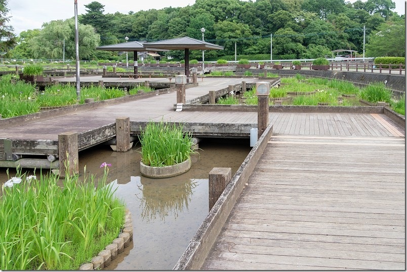 みやこ町豊津花菖蒲公園の木道