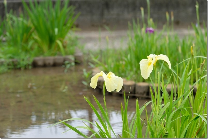 みやこ町豊津花菖蒲公園の開花状況（メイン側）｜6月下旬