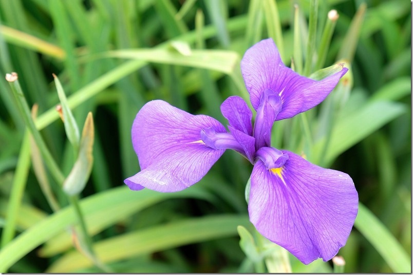 みやこ町豊津花菖蒲公園の開花状況（メイン側）｜6月下旬