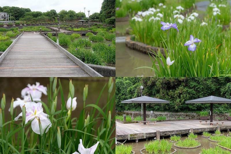 みやこ町豊津花菖蒲公園の開花状況｜6月下旬に木道散策【駐車場・アクセス】
