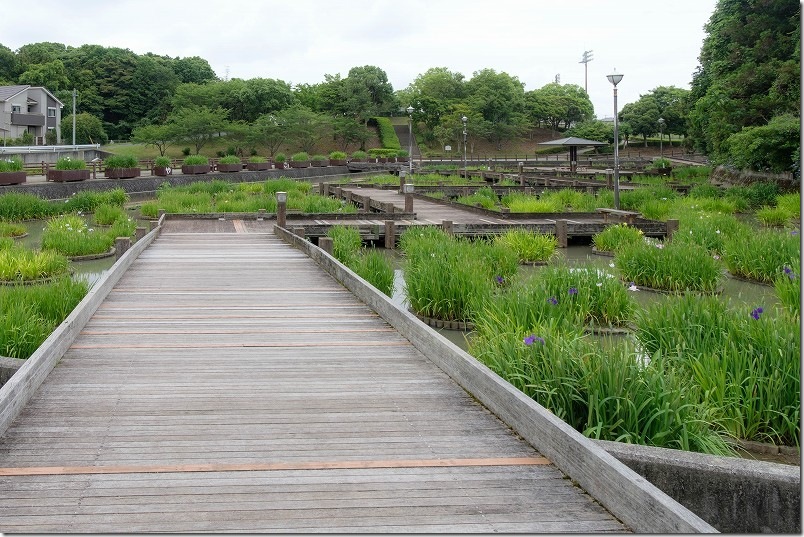みやこ町豊津花菖蒲公園｜水面を木道で散策
