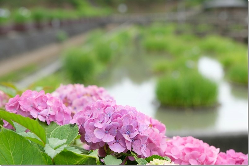 みやこ町豊津花菖蒲公園の紫陽花｜6月下旬